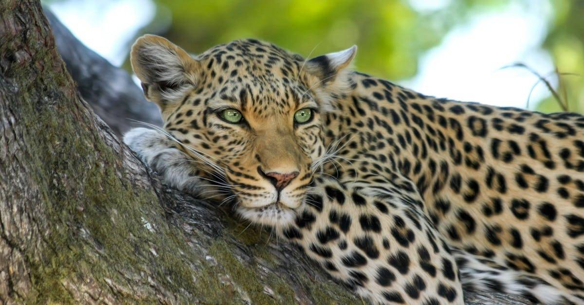 Closeup of a leopard resting on a tree branch in the wild.